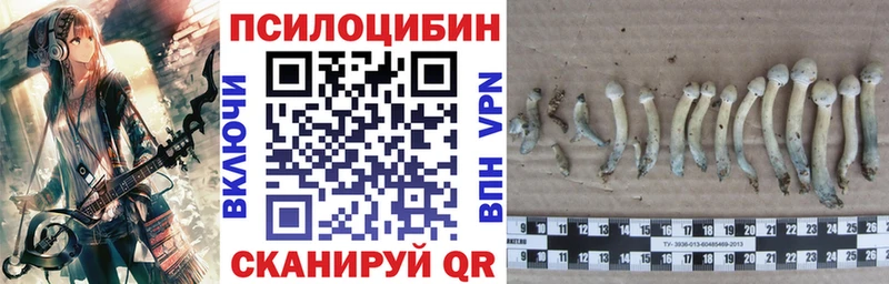 где найти Красноармейск OMG онион Галлюциногенные грибы Psilocybe
